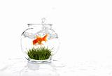 Goldfish in a Bowl With Grass