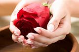Beautiful hands with rose