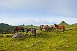 Horses grazing in Pico island, Azores