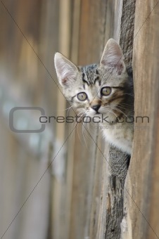 Cat peeking from barn door