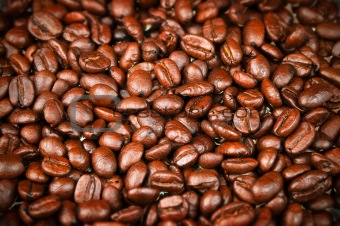 Fresh Roasted Coffee Beans, Espresso, Java