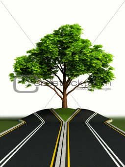 tree in the middle of road