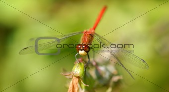 Red Dragonfly Macro