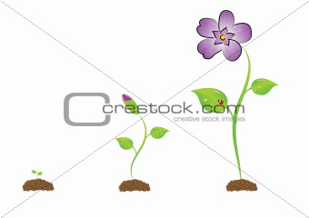 The isolated sprout with a violet.
