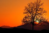 Tree at sunrise