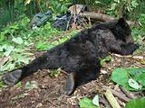 The Hunt. Dead brown bear.
