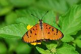 plain tiger butterfly in the parks