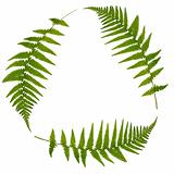 Green Leaf Symbol