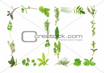 Herb Leaf Abstract