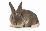 Adorable Bunny on White Background