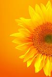 Striking Image of a Sunflower on a Warm Background