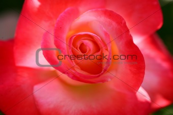 Stunning Rose Top View
