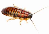 African big cockroach