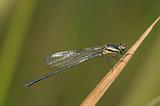 small damselfly in the parks