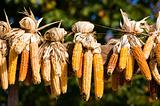 Ears of fresh corn 