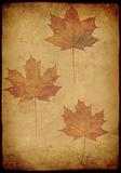 Grunge background with maple leafs
