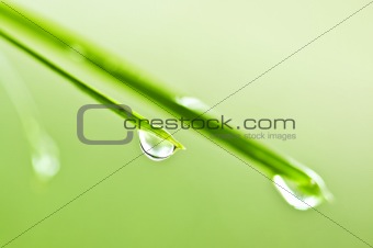 Green grass blades with water drops