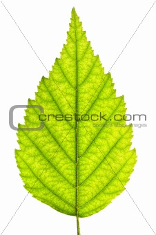 Isolated tree leaf