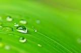 Green leaf background with raindrops