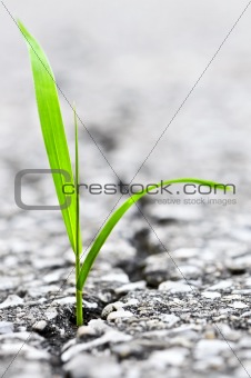Grass growing from crack in asphalt