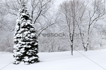 Winter park landscape
