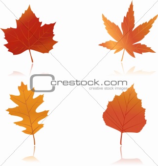 Vibrantly colored autumn leaves