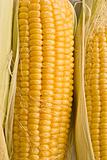 golden corn