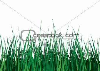 Green grass on white background.