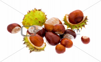 Set of chestnuts (XXL)