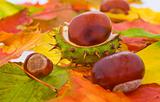 Many autumn leaves with some chestnuts