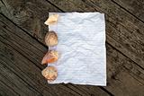 Crumpled notepaper with shells and wood