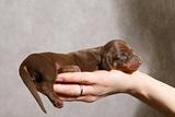 cute dachshund  puppy on the hand 