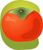 Persimmon fruit illustration