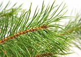 Branch of a pine