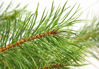 Branch of a pine