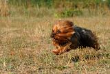 running yorkshire terrier