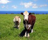 Cows on green grass