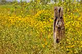 Wooden post and yellow flowers