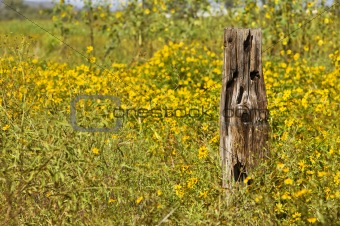 Wooden post and yellow flowers