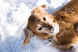 Golden Retriever Dog Playing in the Snow