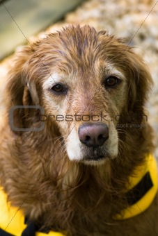 Wet Golden Retriever in Life Jacket