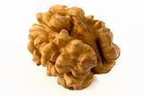 Nucleus of a walnut