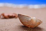 sea shell seashell on beach sand