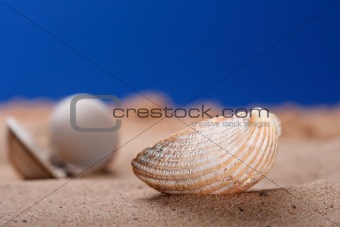 sea shell seashell on beach sand and blue sky