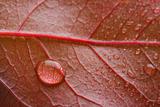 waterdrop on a red leaf