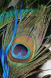 Peacock feather eye