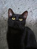 Black cat 