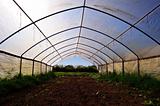 greenhouse at oranic farm