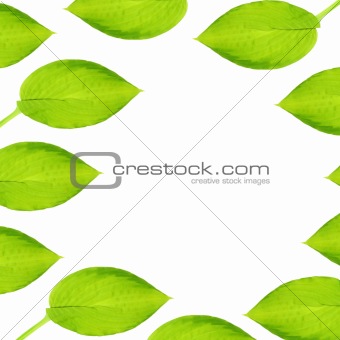 Hosta Leaf Abstract