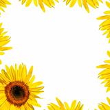 Sunflower Petal Beauty
